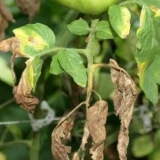 Štetočine sadnica paradajza i metode suzbijanja